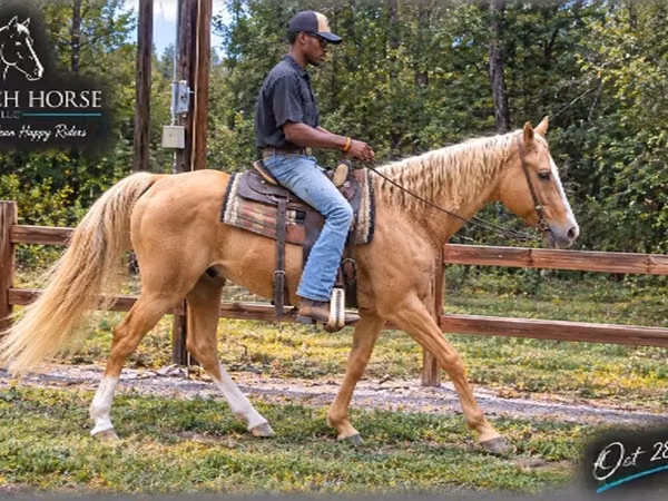 Horse (M), Palomino