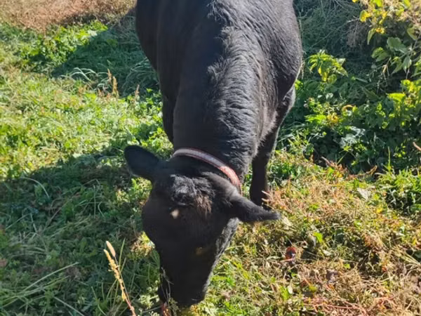 Ng'ombe jike, Aberdeen – Angus