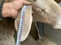 Sheep, Arashan sheep — photo 4