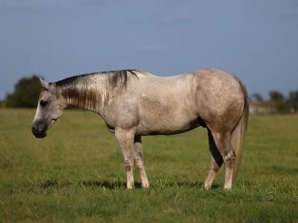 Hengst, Quarter Horse