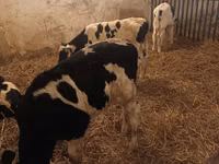 ثور, Russian Black pied cattle — الصورة 1