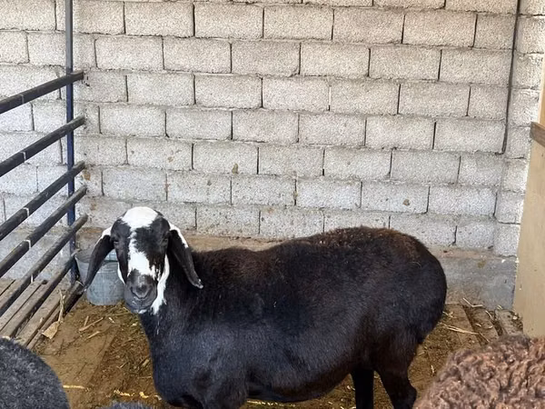 भेड़, Blackheaded Persian sheep