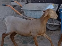 भेड़, Arashan sheep — फ़ोटो 5