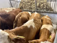 Bulle, Simmental cattle — Foto 5