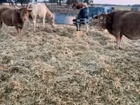 Vaca, Simmental cattle — foto 2