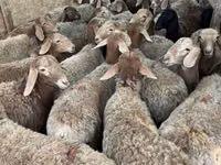 Oveja, Ovejas — foto 1