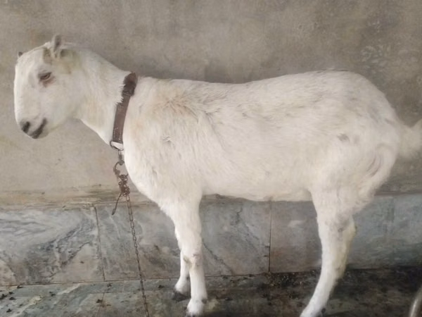 Ziegen (Partie, Geschlecht nicht angegeben), Barbari goats