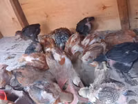 Chickens — الصورة 5