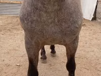 Caballo, Appaloosa — foto 3