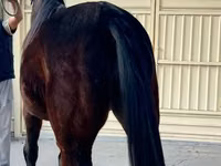 Farasi jike, French Trotter — picha 3