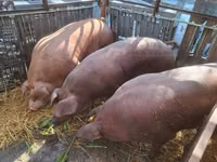 Sow, Pigs — photo 2