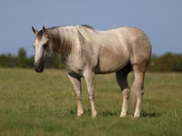 Hengst, Quarter Horse — Foto 2