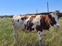 Cow, Russian Black pied cattle — photo 8