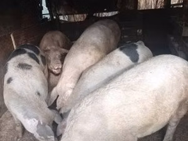नर सूअर, सूअर