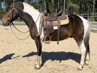 Farasi dume, American paint horse — picha 4