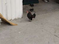 Chickens — photo 7