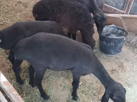 Schafe (Partie, Geschlecht nicht angegeben), Hissar sheep — Foto 3