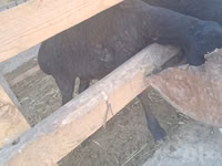 Ram, Sheep — photo 7