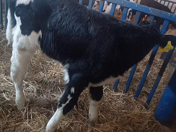 Ng'ombe dume, Russian Black pied cattle