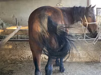 Horse (M), Tatar horse — photo 3
