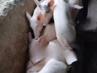 Pigs (batch, sex not specified) — photo 4