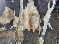 Kuh, Holstein-Rasse — Foto 6