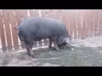 Boar — photo 2