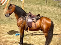 Farasi dume, Tennessee Walking Horse — picha 3