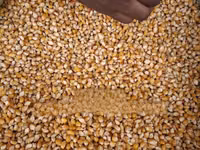 Mahindi Ya Njano Ya Bisi (Pop Corns) — Foto 2