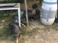 Boar — photo 2