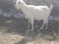 عنزة, الماعز — الصورة 2