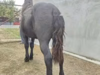 Caballo, Caballos — foto 3