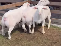 Ram, Dorper sheep — photo 2