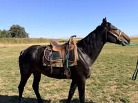 Caballo, Karachay horse — foto 1