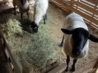 Carnero, White Suffolk sheep — foto 2
