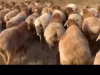 Kondoo (kikundi, jinsia haijatajwa), Arashan sheep — picha 2