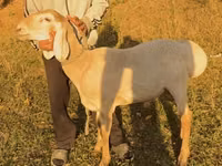 भेड़, Arashan sheep — फ़ोटो 1