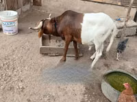 Carnero, South meat sheep — foto 2