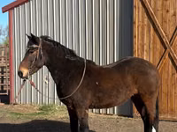 Farasi dume, Mustang — picha 2