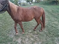 Yegua, Caballos — foto 2