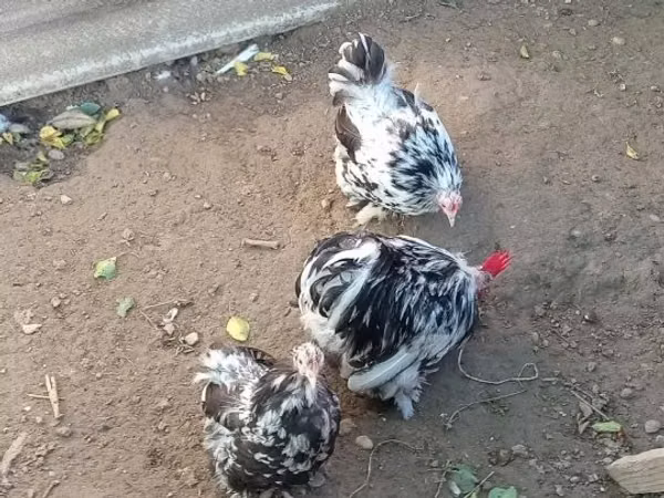 gallina danesa