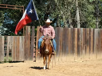 Horse (M), Mule — photo 6