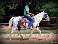 Farasi dume, National Show Horse — picha 7