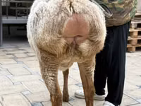 نعجة, Arashan sheep — الصورة 3