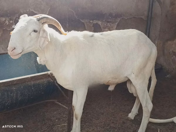 Dume la kondoo, Touabire sheep