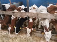 ثور, Simmental cattle — الصورة 3