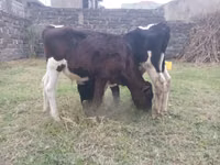 सांड, Russian Black pied cattle — फ़ोटो 1