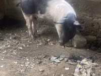 Cerdos (lote, sexo no especificado) — foto 3