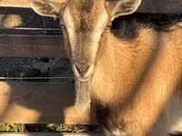 Cabra, West African dwarf goats — foto 1