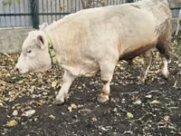 Toro, Charolais cattle — foto 5